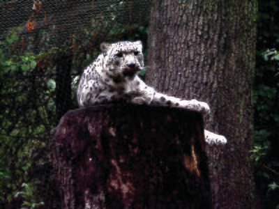 Photographic Prints