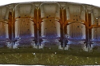 Roboworm 4 1/2" Ned Worm Aaron's Green Pumpkin