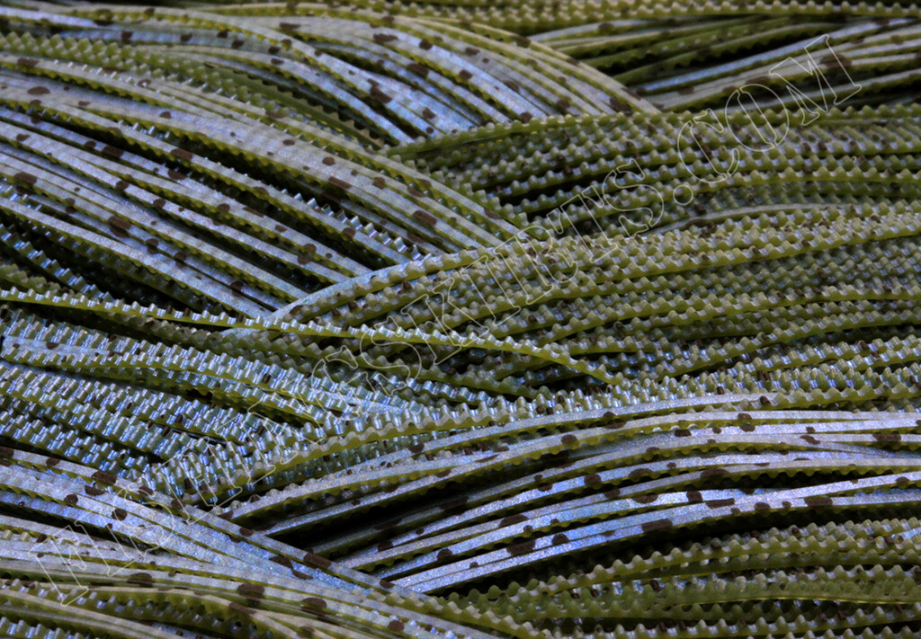 Do-It Silicone Skirts Black and Blue Watermelon