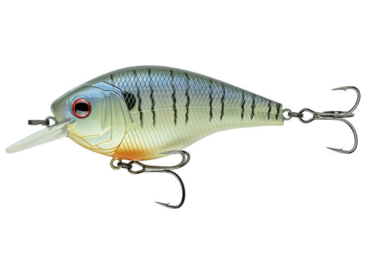 Magnum Squarebill - Tiger Gill