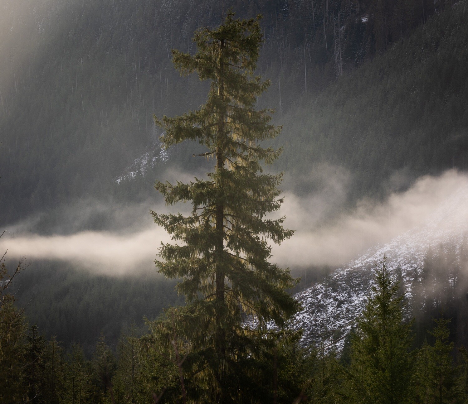 Nature&#39;s air