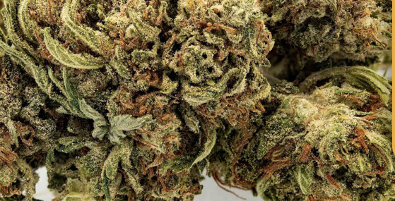 Jack Frost