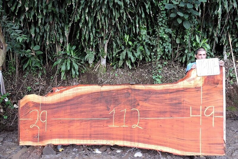 Parota, Live Edge, Slab wood