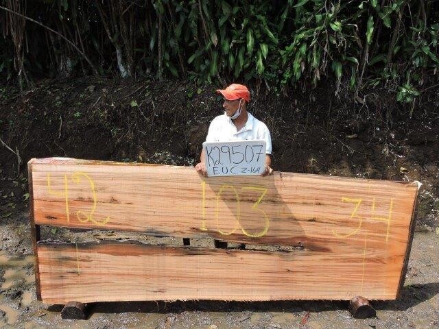 Raw Slab Eucalyptus