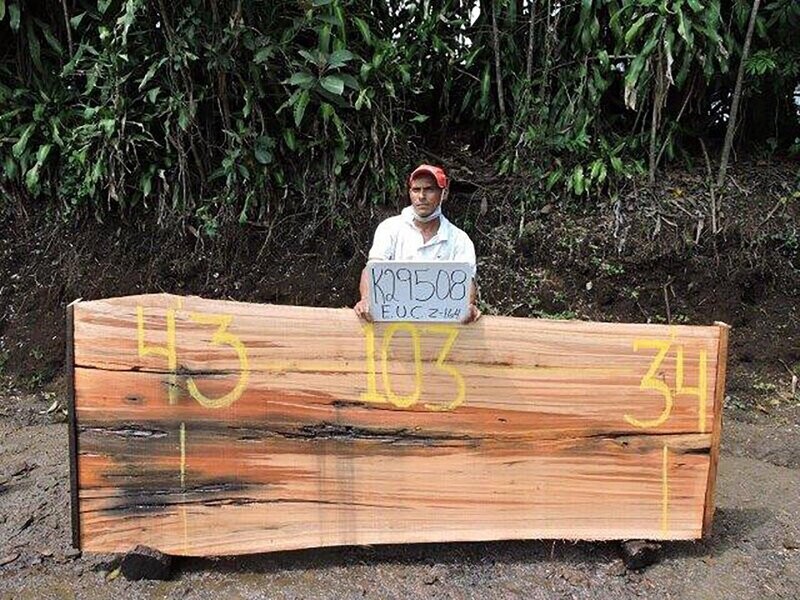 Raw Slab Eucalyptus