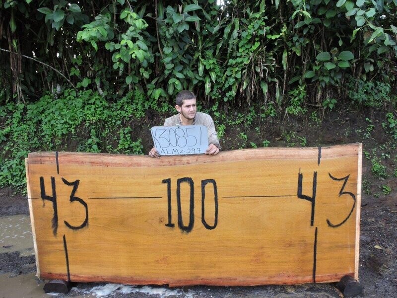 Tropical Almond Live Edge Raw Slab