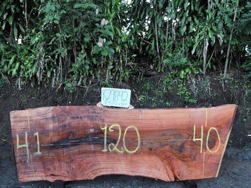 Live Edge  Wild Cashew Raw Slab