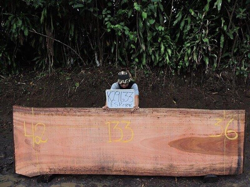 Live Edge Wild Cashew Raw Slab
