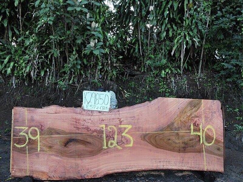 Live Edge  Wild Cashew Raw Slab