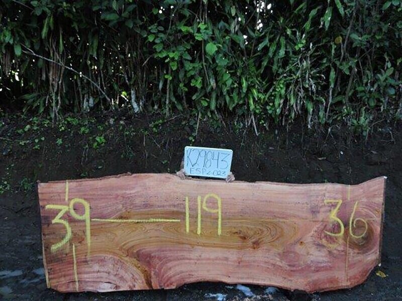 Live Edge  Wild Cashew Raw Slab
