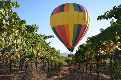 Balloon Flights