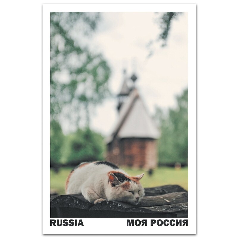 Музейный кот, Кострома