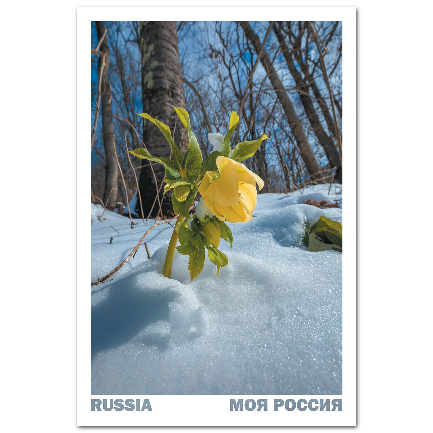 Морозник — цветок зимы. Карачаево-Черкесия, середина января