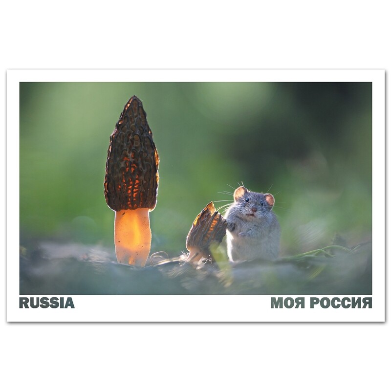 Мышонок и сморчок в лесу, Воронежская область