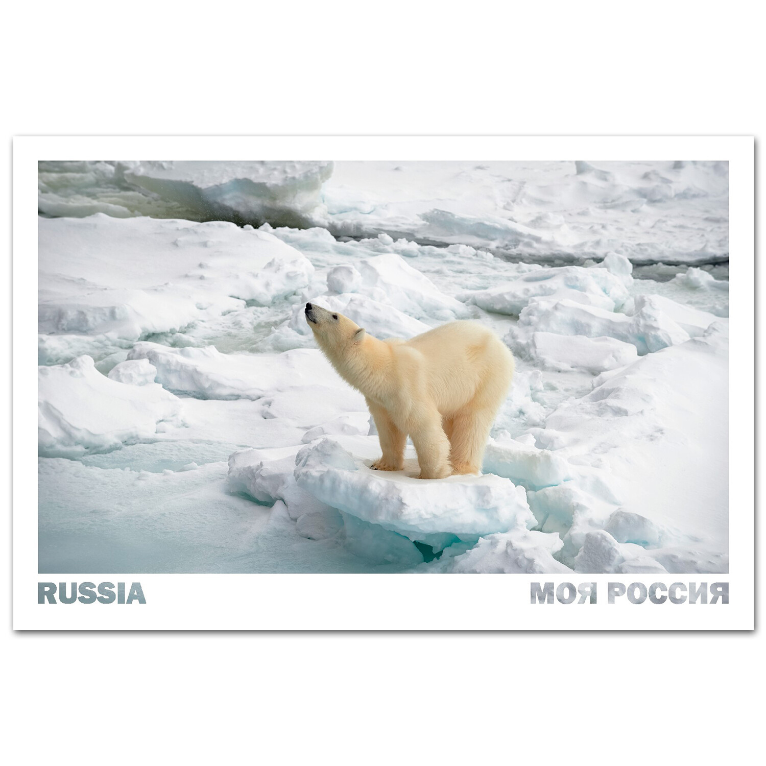 Белый медведь на Земле Александры. Земля Франца-Иосифа, Архангельская область