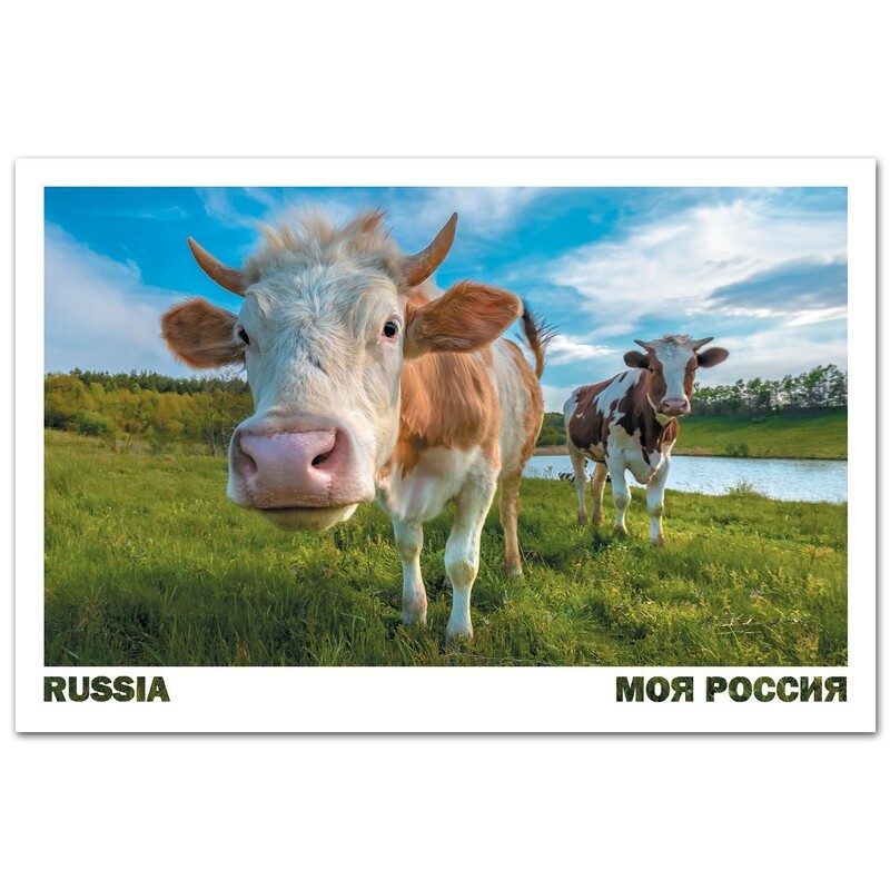 Коровы в летний день, Белгородская область