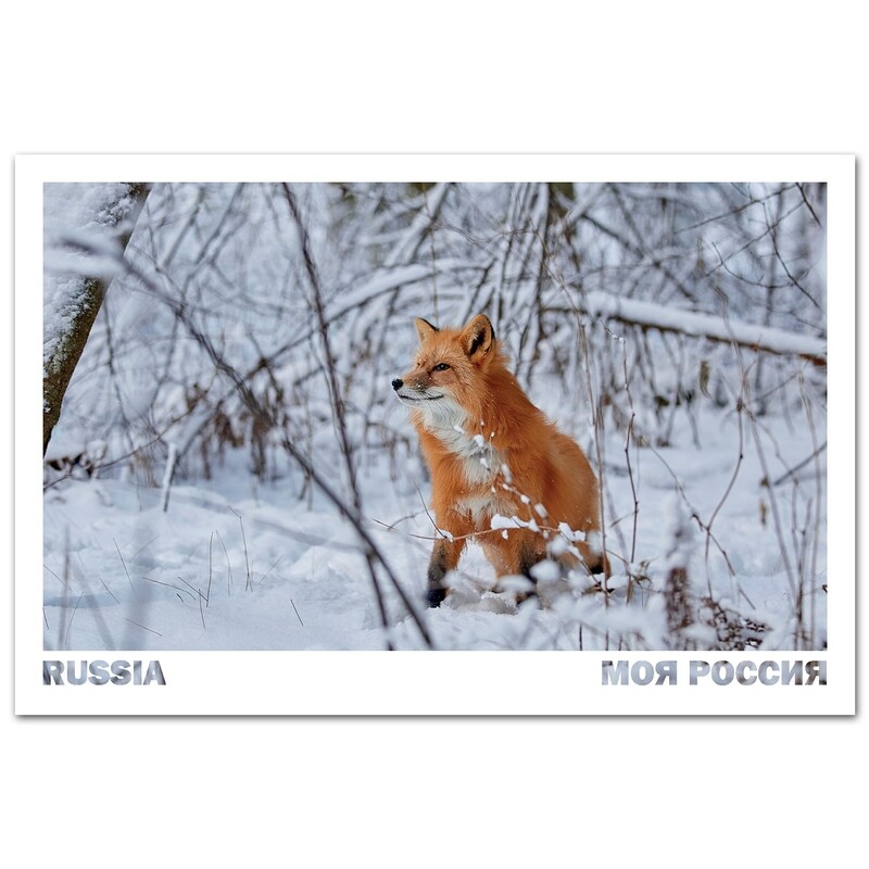 Рыжая лисица. Ленинградская область