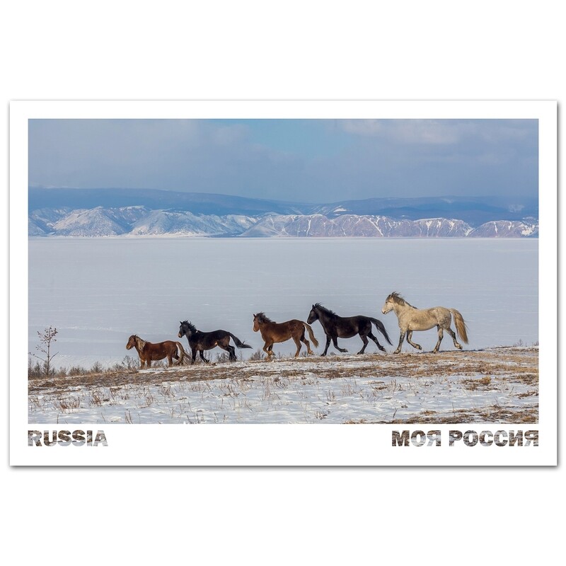 Дикие лошади Ольхона. Озеро Байкал, Иркутская область