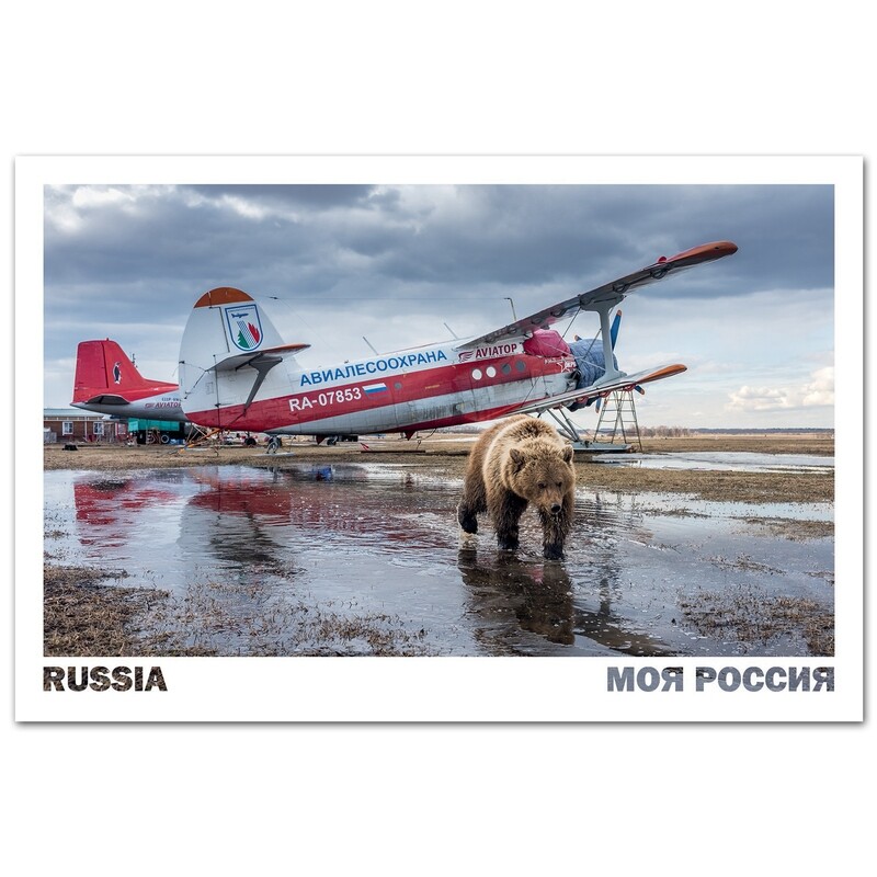 Медвежонок Мансур на аэродроме Орловка, Тверская область