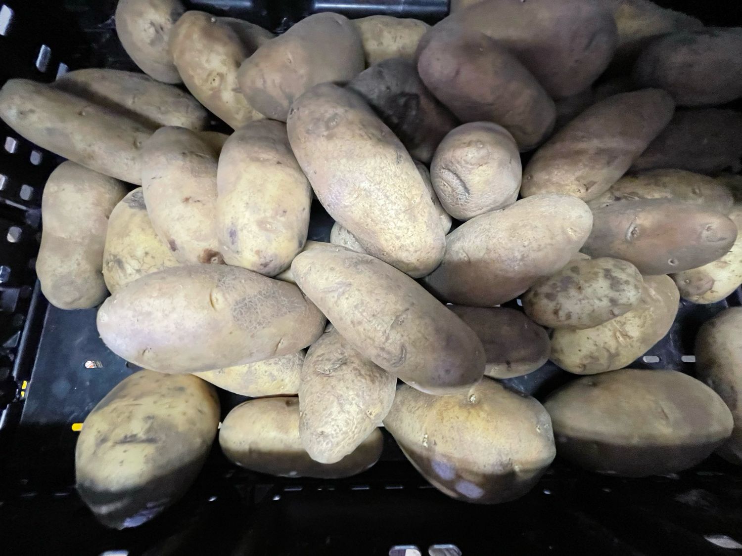 Russet Potatoes (loose) (FREE! DO NOT COUNT!)