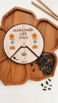 Sunflower Life Cycle