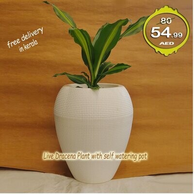 Live plants