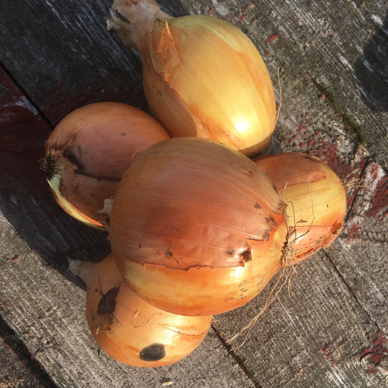 Onion jaune