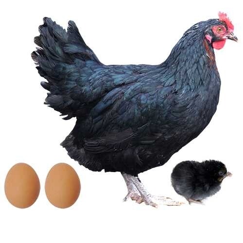 Ponedora negra