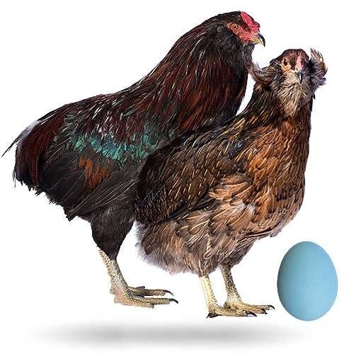 Ameraucana