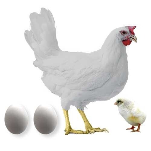 Ponedora leghorn
