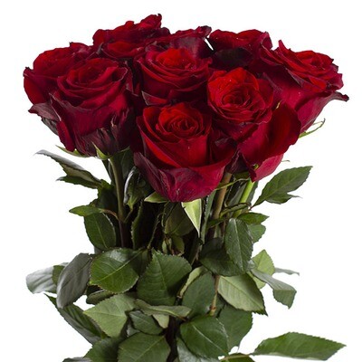 Raudonos rožės, 70 cm