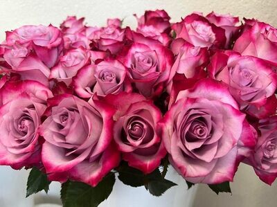 Violetinės rožės, 60 cm