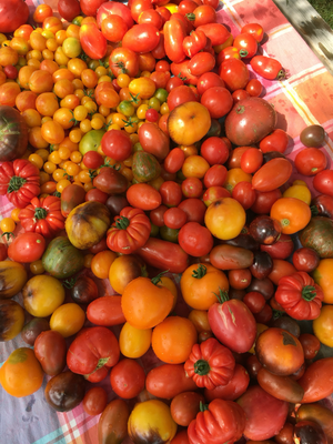 Tomaten inmaken, Zondag 14 september 10:00 tot 12:30