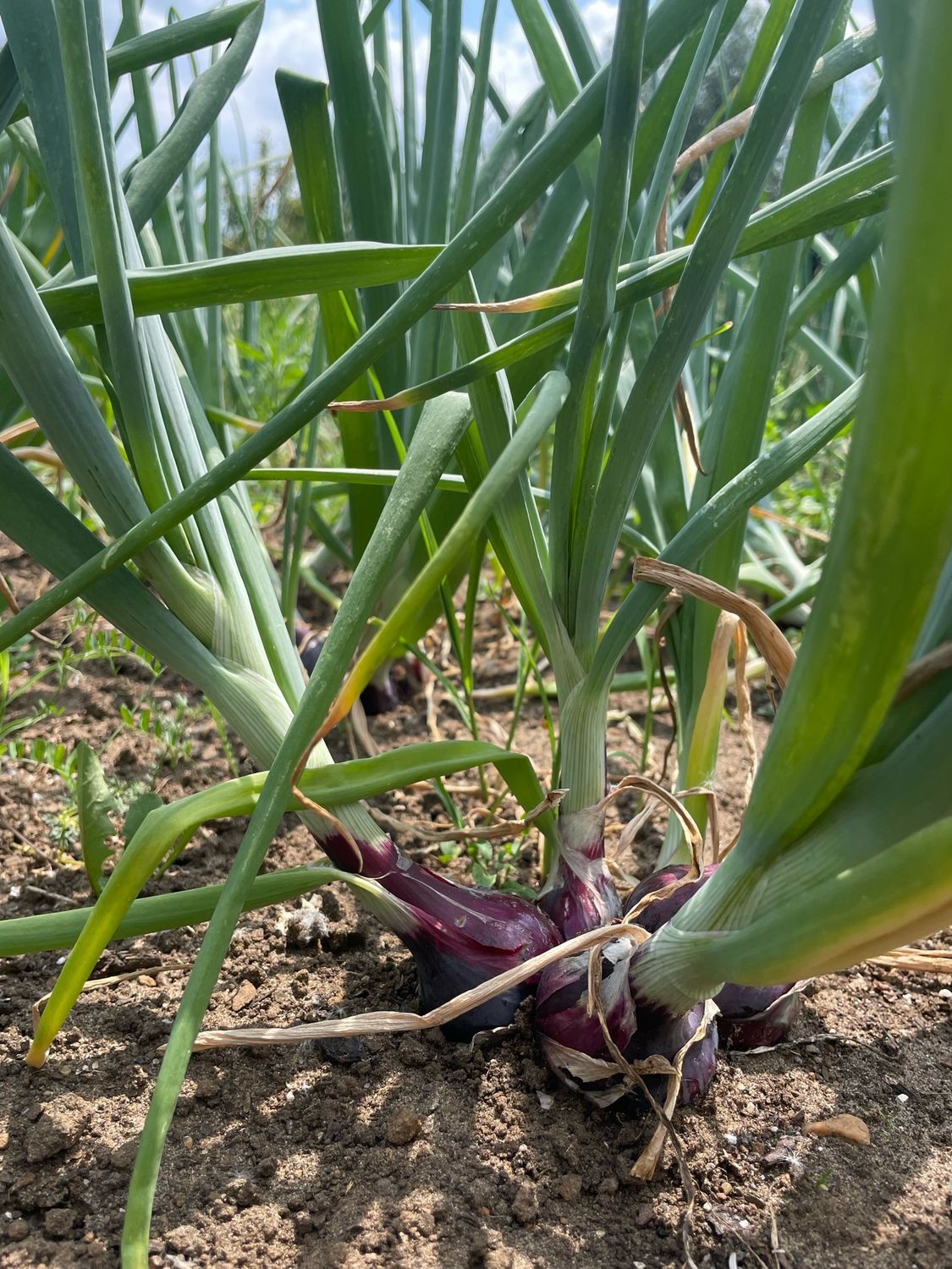 Moestuinieren in de herfst en winter, Zondag 27 juli 10:00 tot 12:30