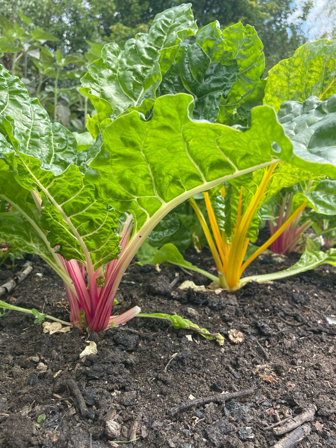Moestuinieren in de herfst en winter, Zondag 20 juli 10:00 tot 12:30