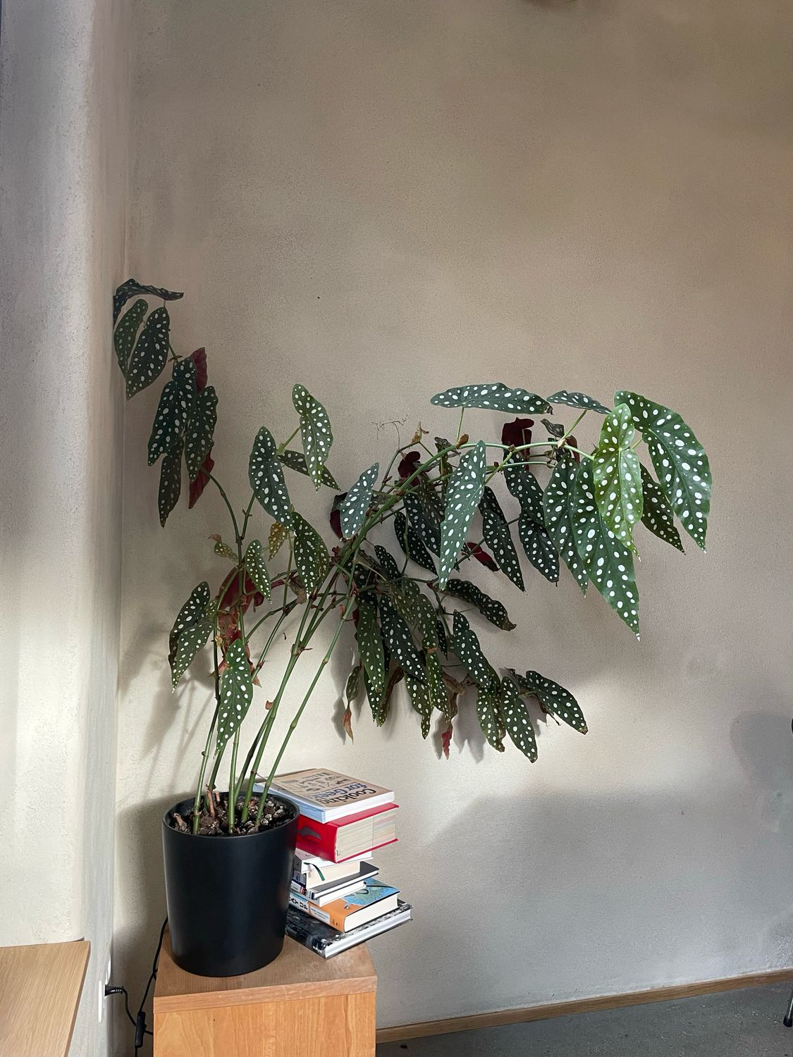 Workshop Lemen, 31 januari