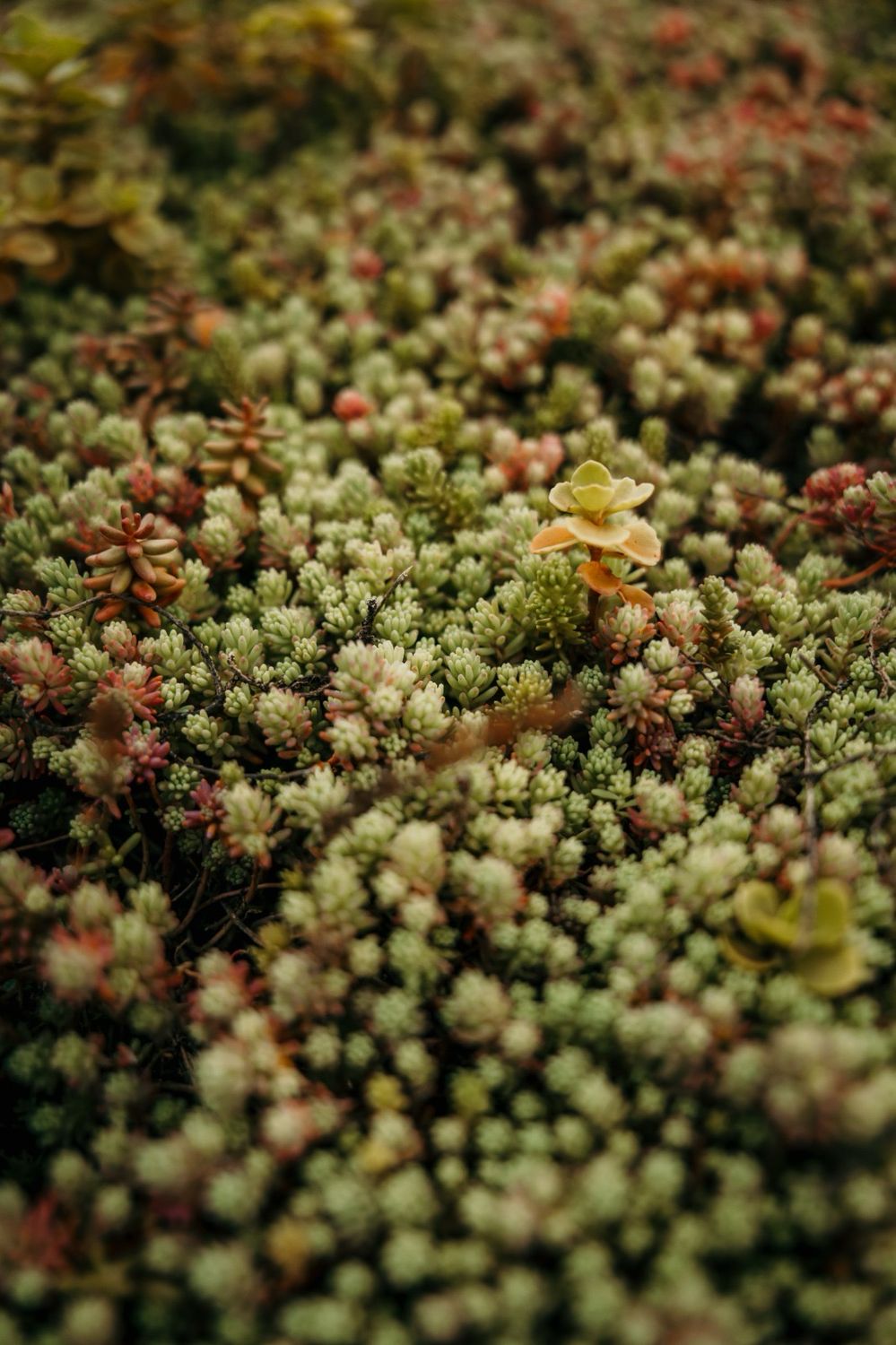 Workshop: Groendak aanleggen, 10 oktober > 10-16 uur
