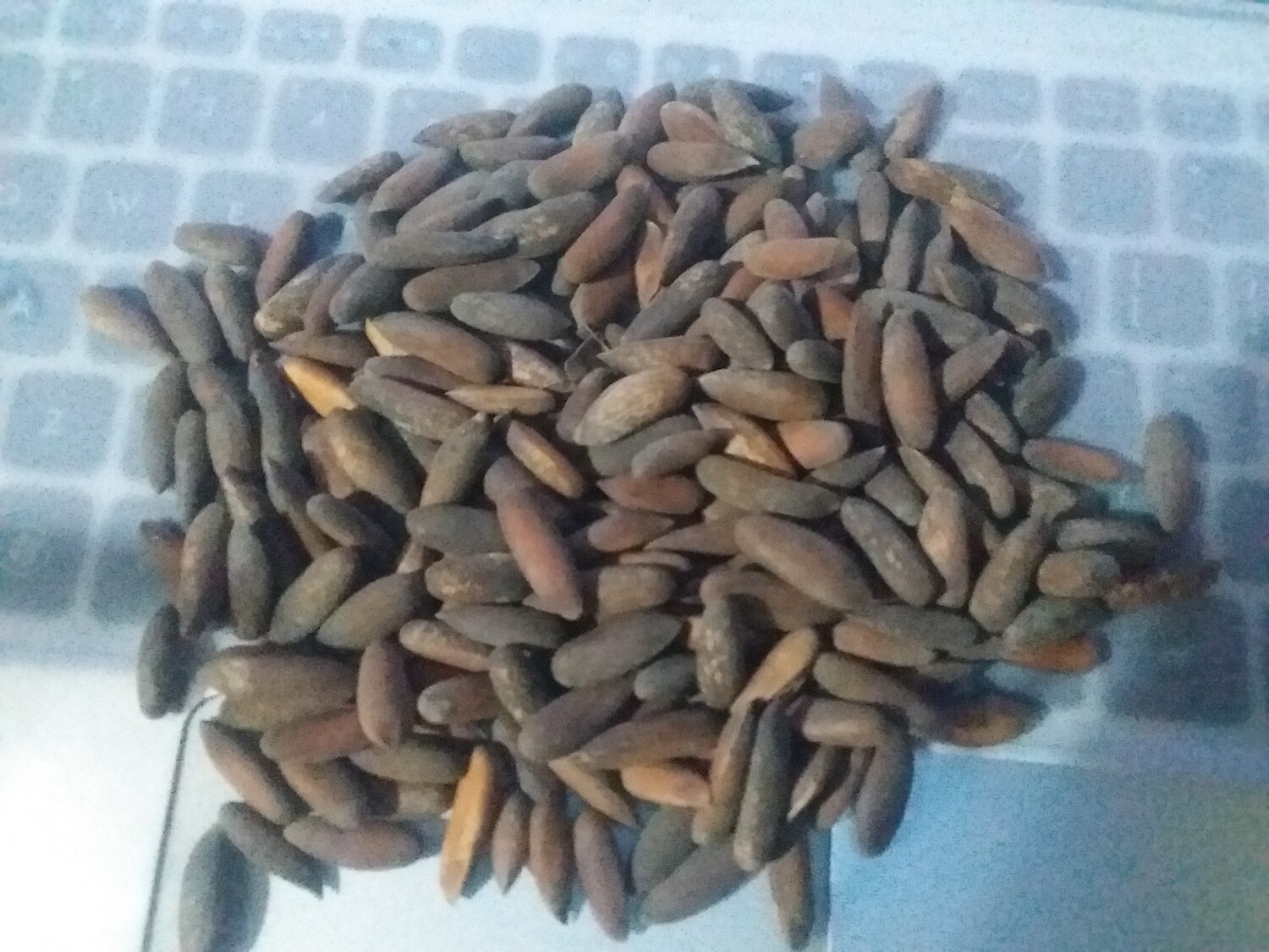 CHILGHOZA UNROASTED