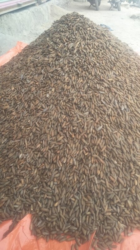 Chilghoza unroasted (500-gram)