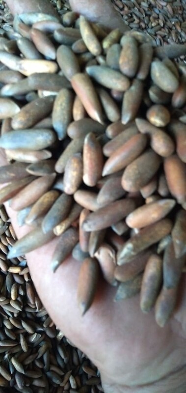 Chilghoza Roasted fried (500-gram)