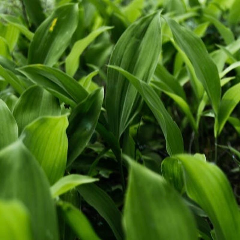 Dinkel Bärlauch Nudeln von Pastanita 250g