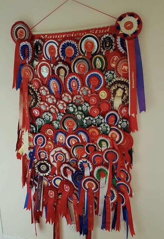 GIANT SIZE  Rosette Holder