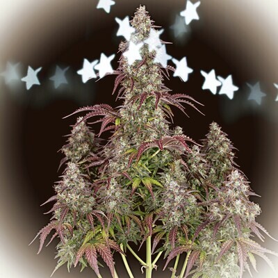 Cannabis Grow Spell Best Buds