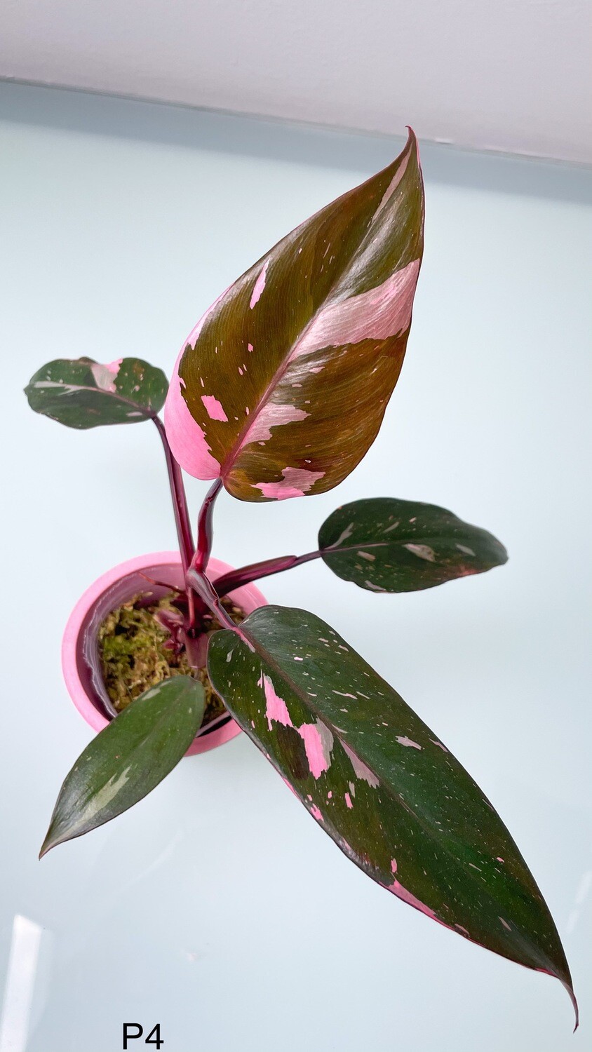 Philodendron Pink Princess MARBLE