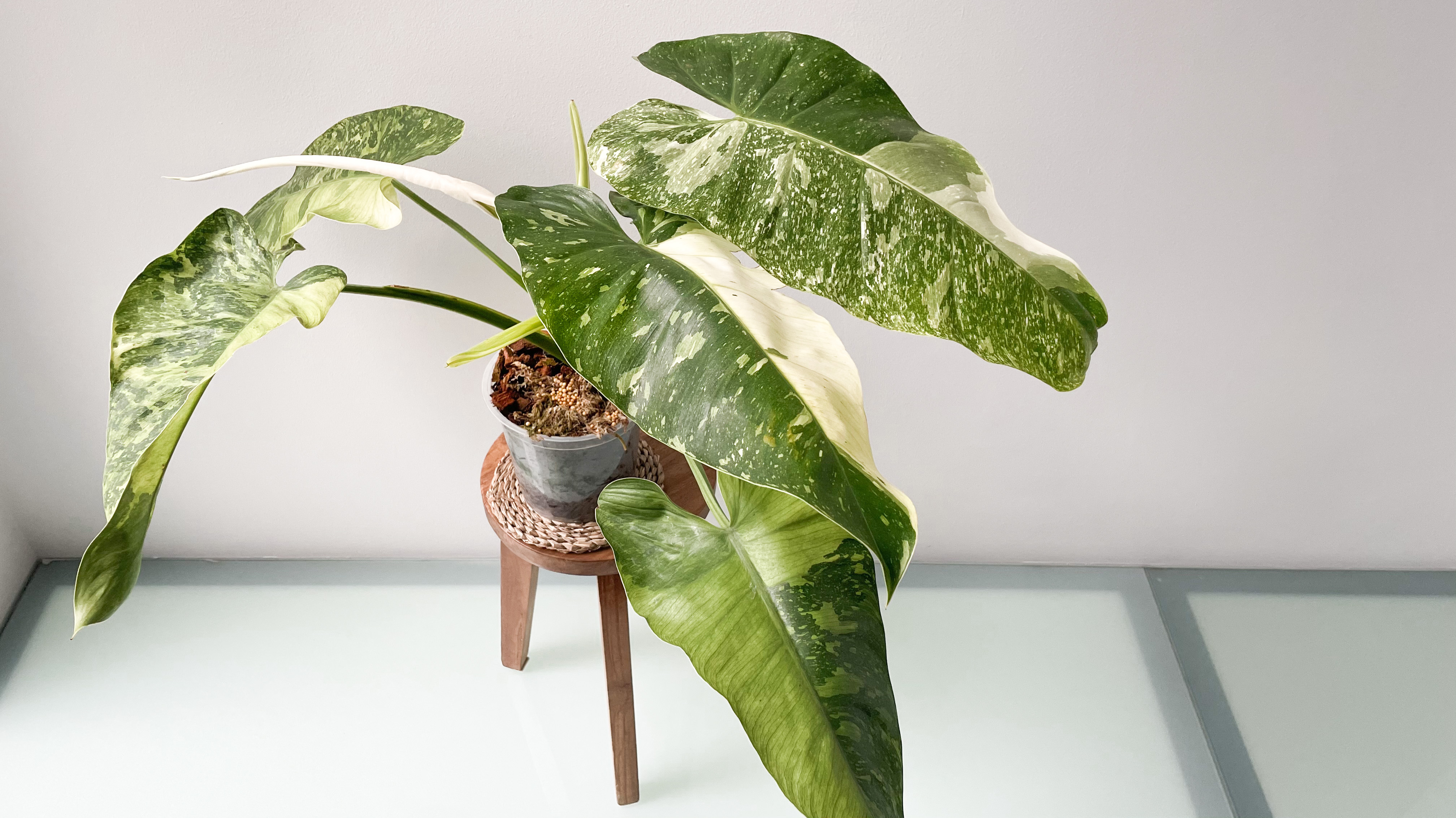 Philodendron Jose Buono Giant