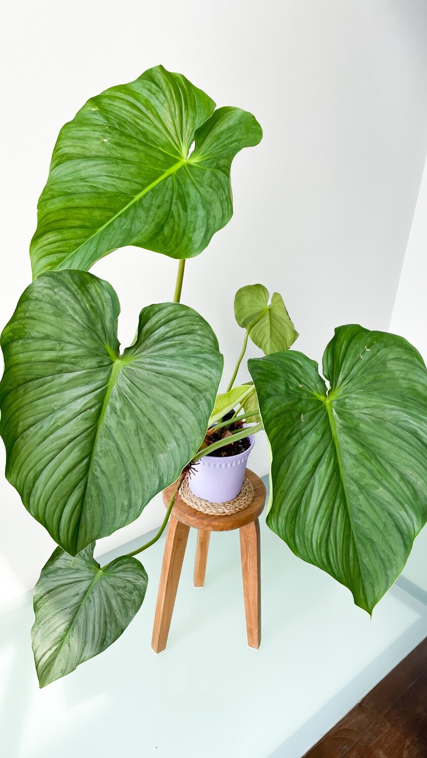 Philodendron Sodiroi Silver Leaf Philodendron Sodiroi Silver Leaf