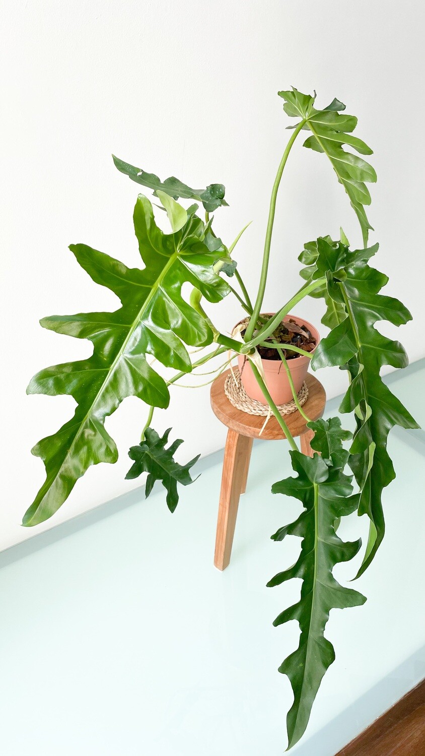 An Essential Guide to Philodendron Bob Cee | Flora | Flora
