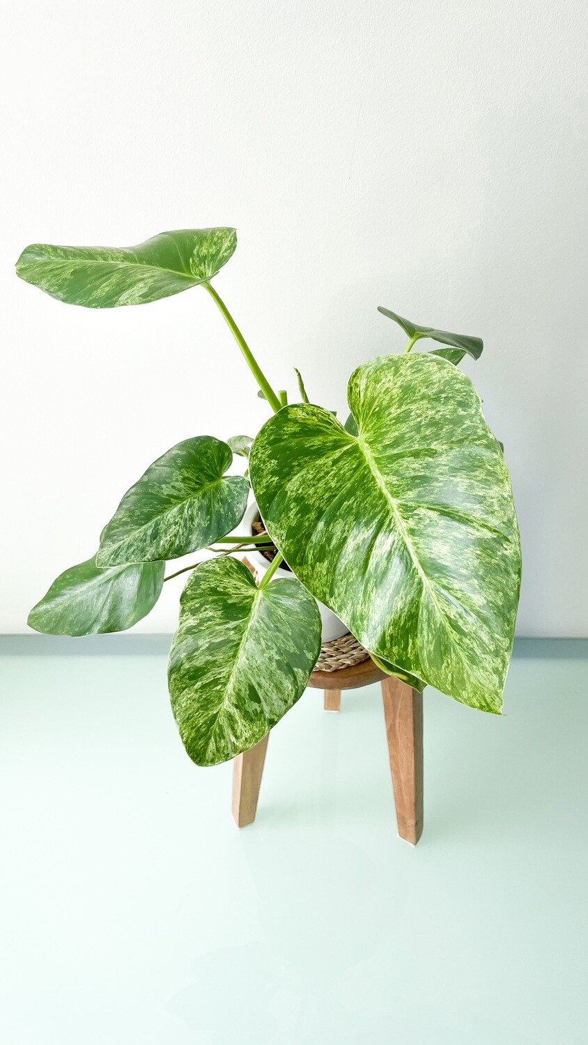 Philodendron Giganteum (Variegated) - GIANT