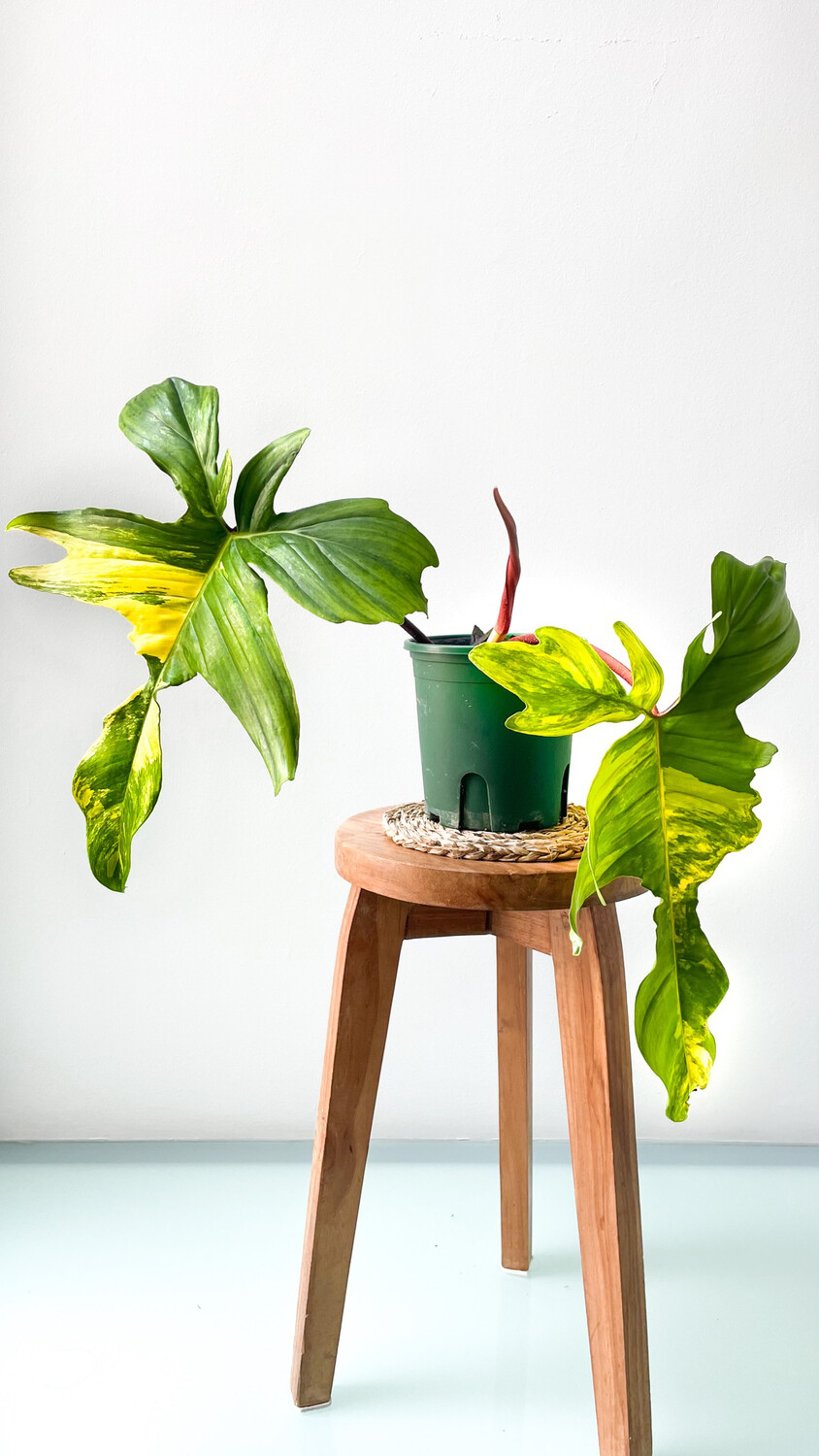 Philodendron Florida Beauty (Variegated) -XXL