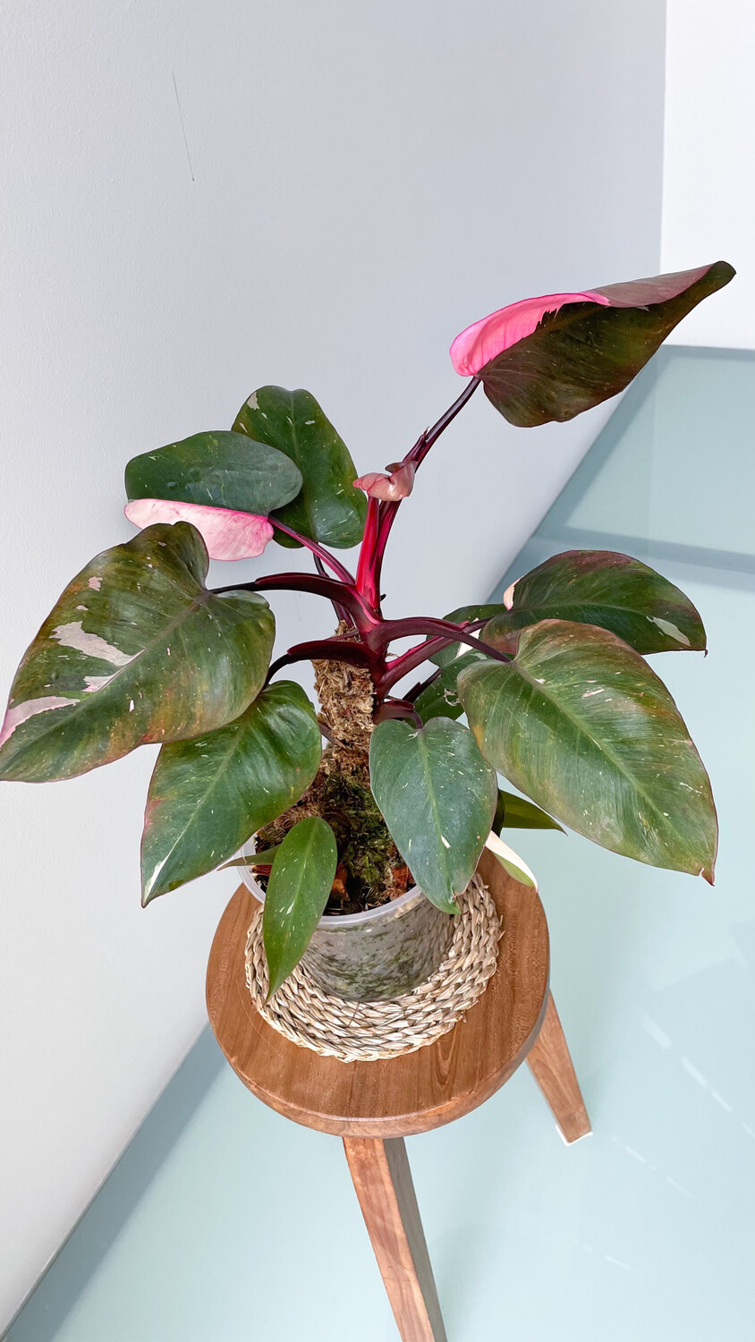 Philodendron Pink Princess - GIANT